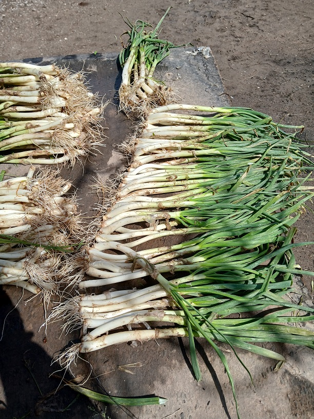 No s'ha trobat l'arxiu